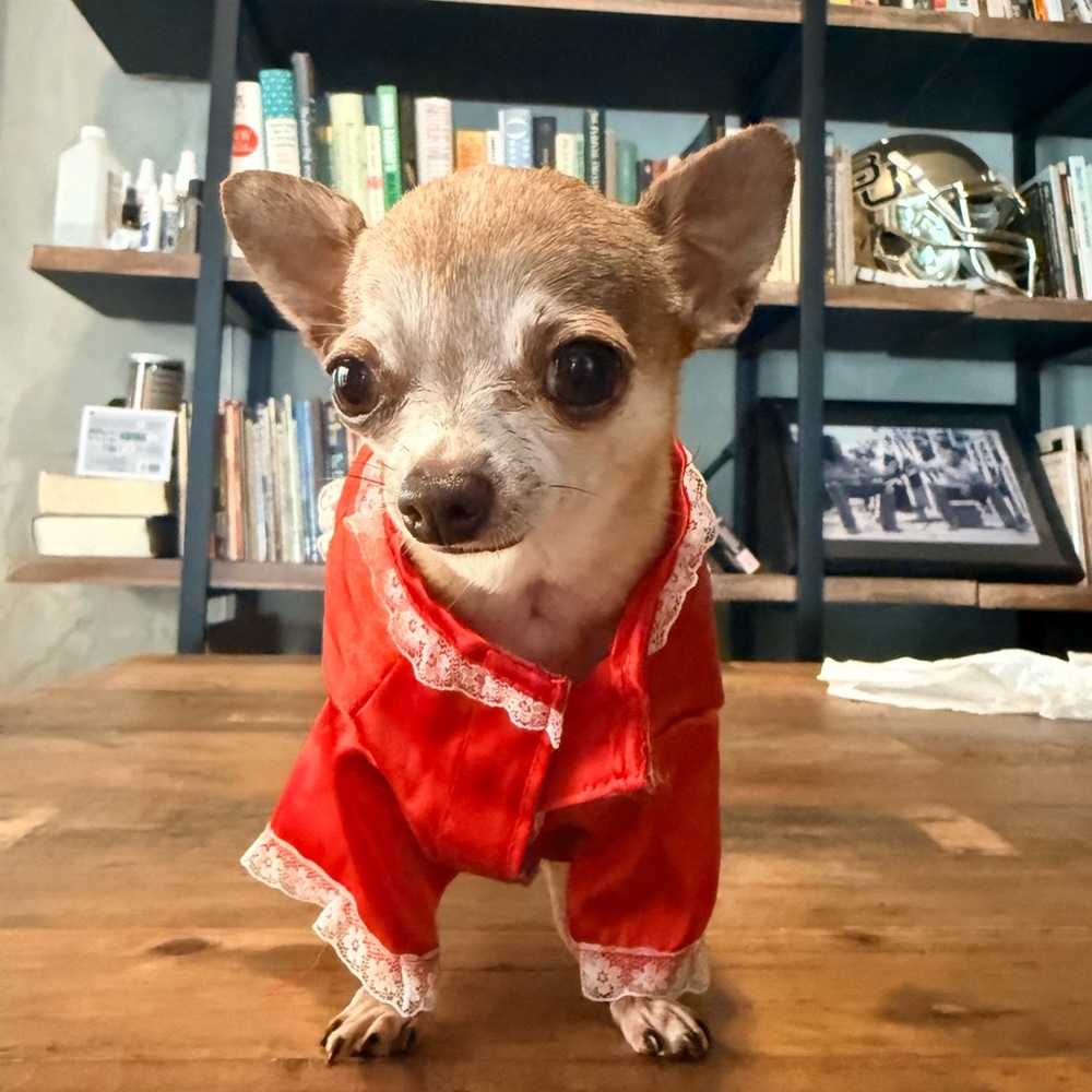 ❤️ XS Red Satin & Lace Dog Dress